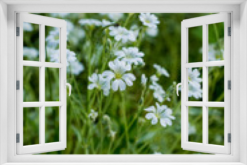 Fototapeta Naklejka Na Ścianę Okno 3D - Plants with white beautiful flowers growing in garden at sunny summer day