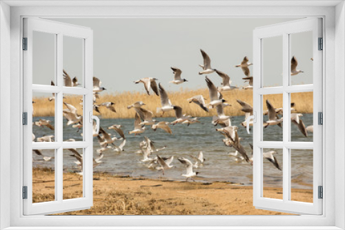 Fototapeta Naklejka Na Ścianę Okno 3D - a flock of seagulls flies from the shore above the water