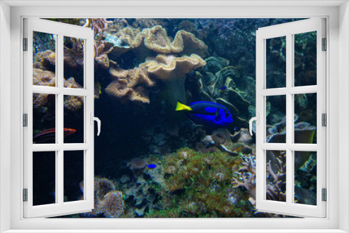 Fototapeta Naklejka Na Ścianę Okno 3D - tropical fish in the sea