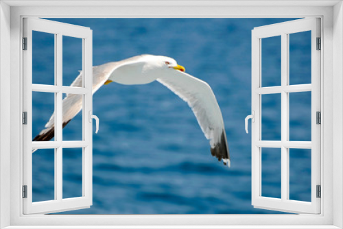 Fototapeta Naklejka Na Ścianę Okno 3D - seagull in flight