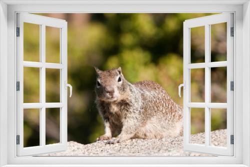 Fototapeta Naklejka Na Ścianę Okno 3D - closeup of Ground Squirrel
