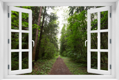Fototapeta Naklejka Na Ścianę Okno 3D - forest path from the threes 
