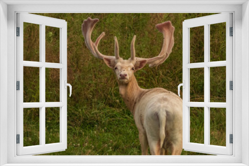 Fototapeta Naklejka Na Ścianę Okno 3D - Fallow Deer