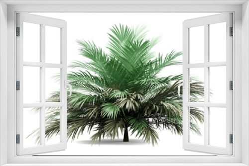 Fototapeta Naklejka Na Ścianę Okno 3D - butia palm tree isolated on white background