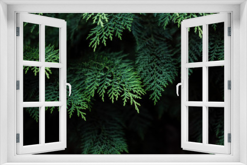 Fototapeta Naklejka Na Ścianę Okno 3D - Green branches of Thuja on a dark background