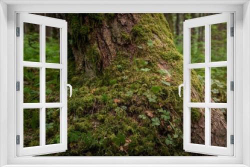 Fototapeta Naklejka Na Ścianę Okno 3D - Forest Floor