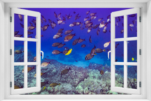 Fototapeta Naklejka Na Ścianę Okno 3D - Tropical fish swimming over coral reef
