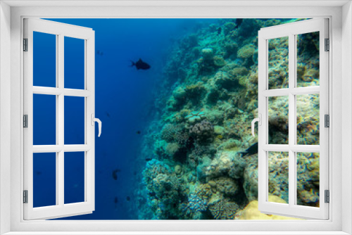 Fototapeta Naklejka Na Ścianę Okno 3D - In this unique photo you can see the underwater world of the Pacific Ocean in the Maldives! Lots of coral and tropical fish!