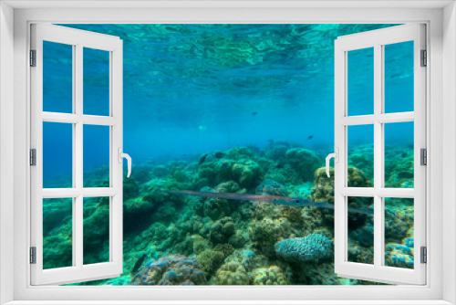 Fototapeta Naklejka Na Ścianę Okno 3D - In this unique photo you can see the underwater world of the Pacific Ocean in the Maldives! Lots of coral and tropical fish!