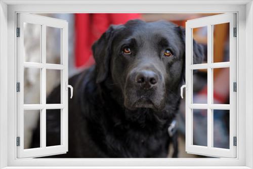 Fototapeta Naklejka Na Ścianę Okno 3D - Black Labrador dog.