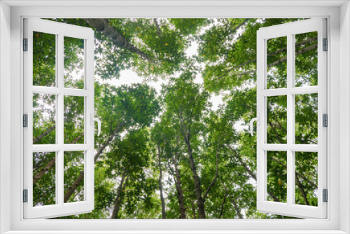 Fototapeta Naklejka Na Ścianę Okno 3D - mangrove tree  top