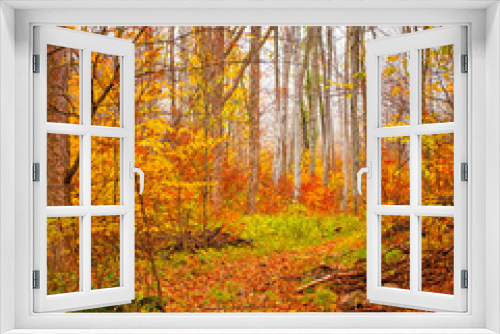 Fototapeta Naklejka Na Ścianę Okno 3D - Nice autumnal scene in the forest