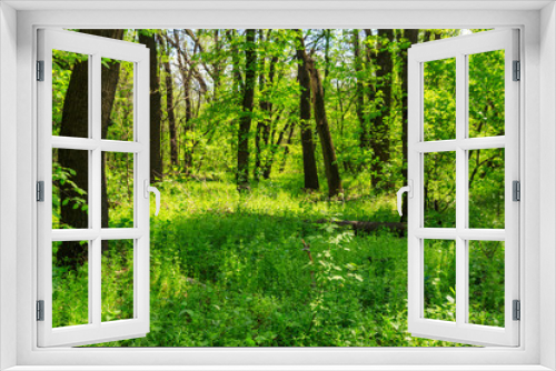 Fototapeta Naklejka Na Ścianę Okno 3D - View of green forest at spring