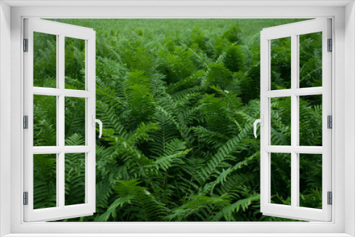 Fototapeta Naklejka Na Ścianę Okno 3D - Full of the fern leaves