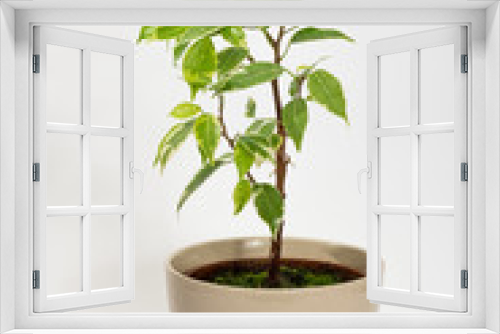 Fototapeta Naklejka Na Ścianę Okno 3D - Ficus benjamina. Benjamin ficus. Home indoor bonsai plant.