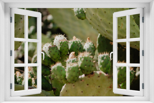 Fototapeta Naklejka Na Ścianę Okno 3D - Close-Up Of Prickly Pear Fruits On Cactus