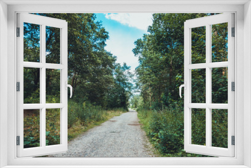 Fototapeta Naklejka Na Ścianę Okno 3D - road in a forest with giant trees and green bushes