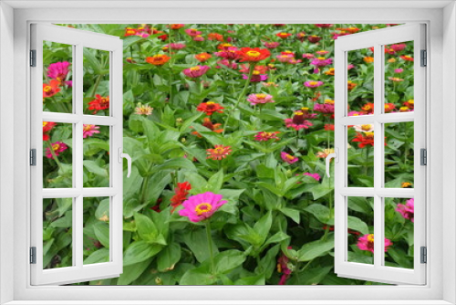 Fototapeta Naklejka Na Ścianę Okno 3D - Plenty red, pink, orange, beige and magenta colored flowers of zinnia