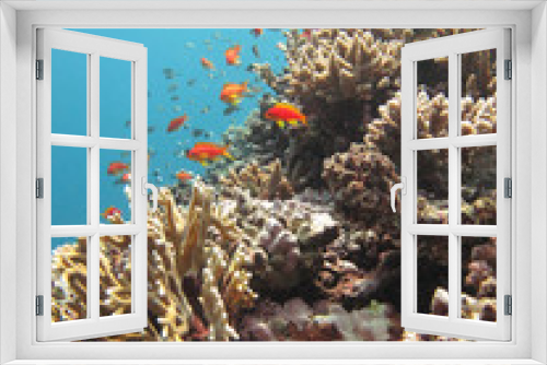 Fototapeta Naklejka Na Ścianę Okno 3D - A school of sea golden (pseudanthias squamipinnis), swimming around a coral reef in the Red Sea off the coast of Yanbu in Saudi Arabia