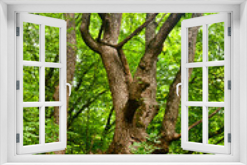 Fototapeta Naklejka Na Ścianę Okno 3D - Old tree in the forest