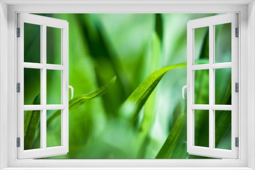 Fototapeta Naklejka Na Ścianę Okno 3D - Macro Shot of Green Grass