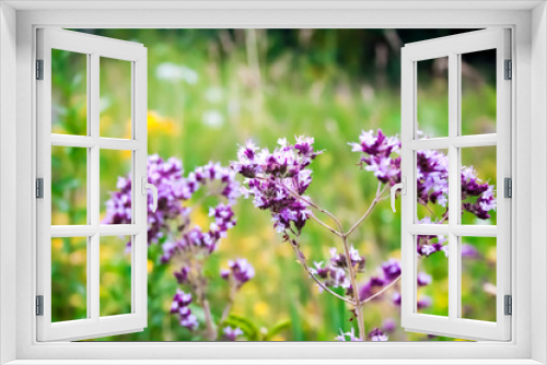 Fototapeta Naklejka Na Ścianę Okno 3D - Beautiful wild oregano flowers in a summer meadow