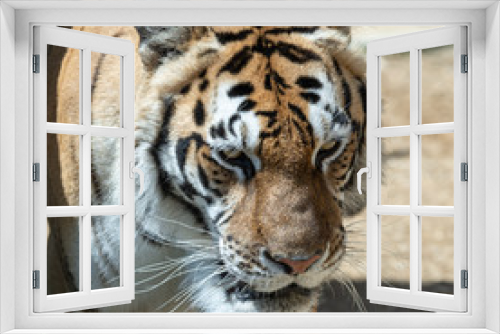 Fototapeta Naklejka Na Ścianę Okno 3D - Close Up Portrait of a Magnificint Bengal Tiger
