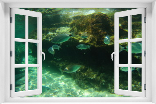 Fototapeta Naklejka Na Ścianę Okno 3D - Fische