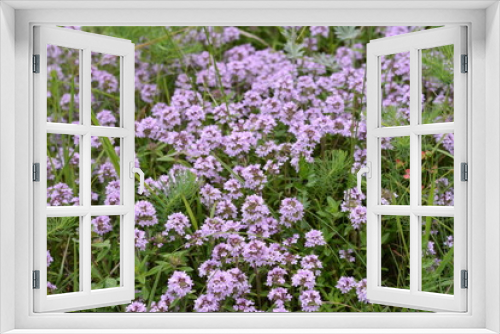 Fototapeta Naklejka Na Ścianę Okno 3D - Flowers of thyme in natural environment. The thyme is commonly used in cookery and in herbal medicine.