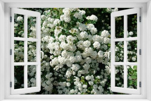 Fototapeta Naklejka Na Ścianę Okno 3D - Background of little white flowers. Bush of small white flowers