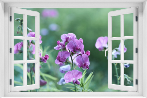 Fototapeta Naklejka Na Ścianę Okno 3D - Flowers in meadow. Close up. 