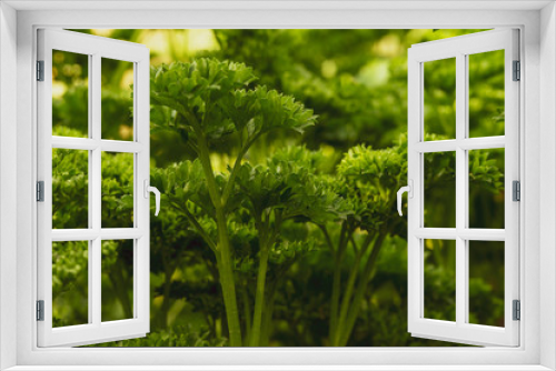 Fototapeta Naklejka Na Ścianę Okno 3D - parsley close-up, selective focus, tinted image