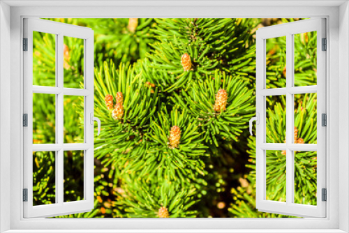 Fototapeta Naklejka Na Ścianę Okno 3D - pine