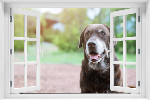 Fototapeta Naklejka Na Ścianę Okno 3D - Dog shy guilty is a shelter hound dog waiting looking up with lonely eyes an intense stare outdoors in nature Morning sunlight. Pets concept.	