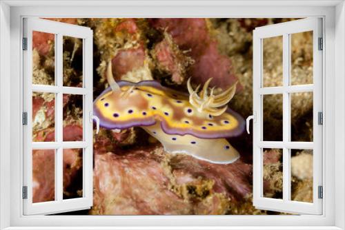 Fototapeta Naklejka Na Ścianę Okno 3D - Goniobranchus kuniei is a species of very colourful sea slug