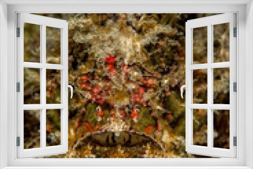 Fototapeta Naklejka Na Ścianę Okno 3D - Giant frogfish - Antennarius commerson