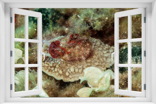 Fototapeta Naklejka Na Ścianę Okno 3D - Umbraculum umbraculum Sea Slug