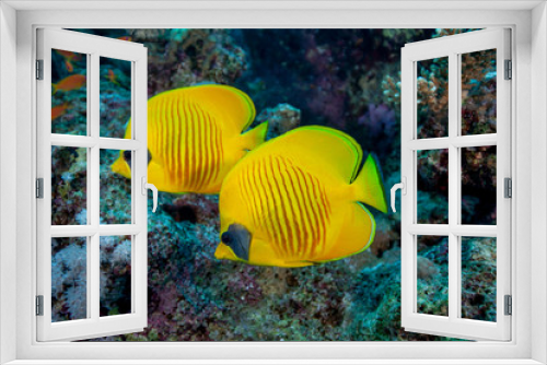 Fototapeta Naklejka Na Ścianę Okno 3D - Bluecheek butterflyfish, Chaetodon semilarvatus