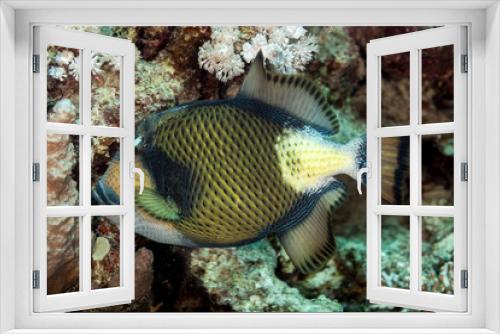Fototapeta Naklejka Na Ścianę Okno 3D - Titan triggerfish, Balistoides viridescens