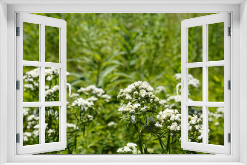 Fototapeta Naklejka Na Ścianę Okno 3D - Horizontal image of narrow-leaved mountain mint (Pycnanthemum flexuosum) flowers against green meadow grasses, with copy space