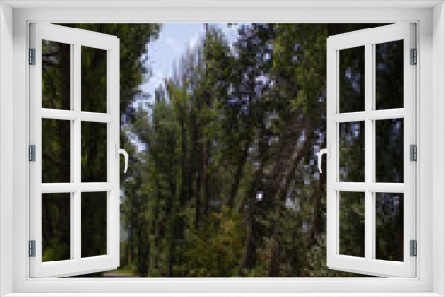 Fototapeta Naklejka Na Ścianę Okno 3D - road in forest