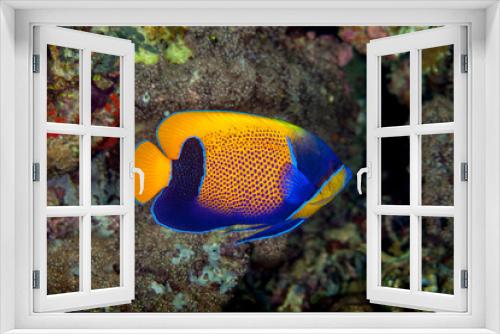 Fototapeta Naklejka Na Ścianę Okno 3D - Pomacanthus navarchus, the blue-girdled angelfish or majestic angelfish