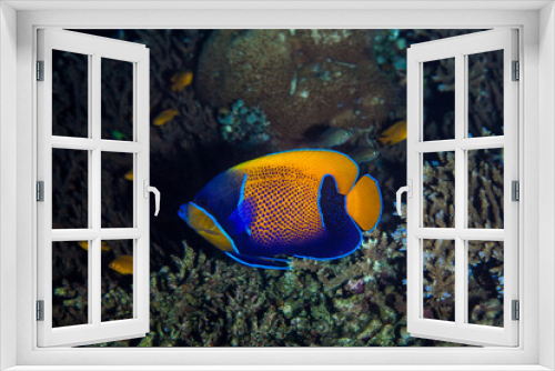 Fototapeta Naklejka Na Ścianę Okno 3D - Pomacanthus navarchus, the blue-girdled angelfish or majestic angelfish