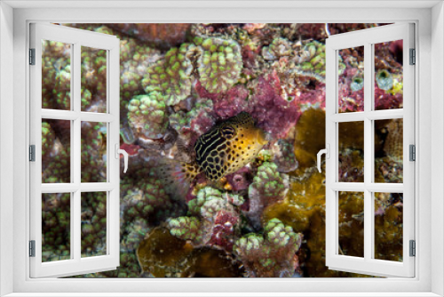 Fototapeta Naklejka Na Ścianę Okno 3D - Striped Boxfish - Ostracion solorensis