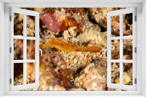 Fototapeta Naklejka Na Ścianę Okno 3D - Long nose shrimp, Donald Duck Shrimp, Body length about 20 mm, Leander plumosus