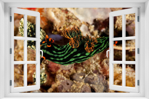 Fototapeta Naklejka Na Ścianę Okno 3D - Nembrotha seaslug