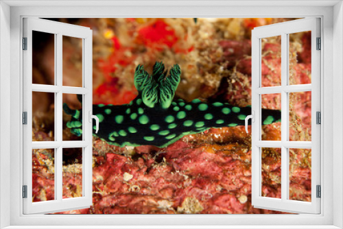 Fototapeta Naklejka Na Ścianę Okno 3D - Nembrotha seaslug