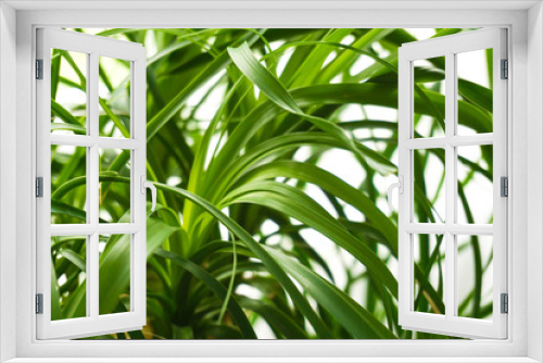 Fototapeta Naklejka Na Ścianę Okno 3D - Beaucarnea Blätter	