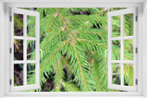 Fototapeta Naklejka Na Ścianę Okno 3D - Close up of pine tree branches in summer forest