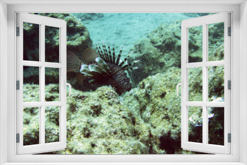 Fototapeta Naklejka Na Ścianę Okno 3D - lion fish in kas turkey